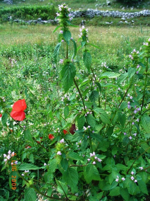 Galeopsis tetrahit / Canapetta comune